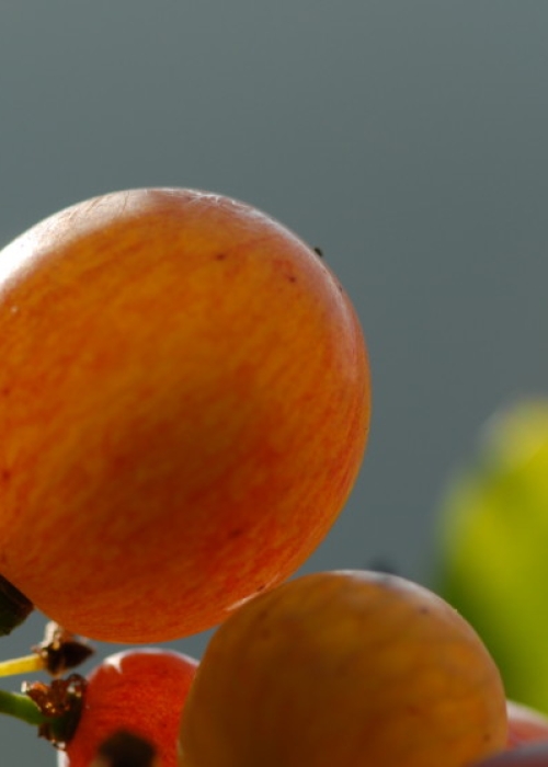 Traminer ANT 1139